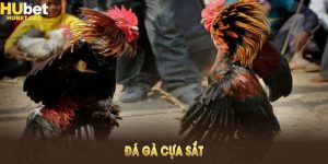 Đá Gà Cựa Sắt - Hướng Dẫn Cược Cơ Bản Để Tối Ưu Chiến Thắng